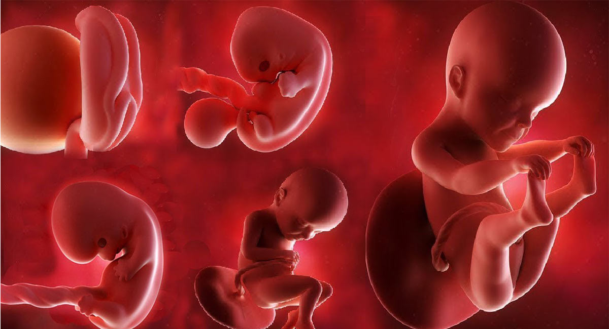  سه مرحله تکامل جنسی در دوران جنینی